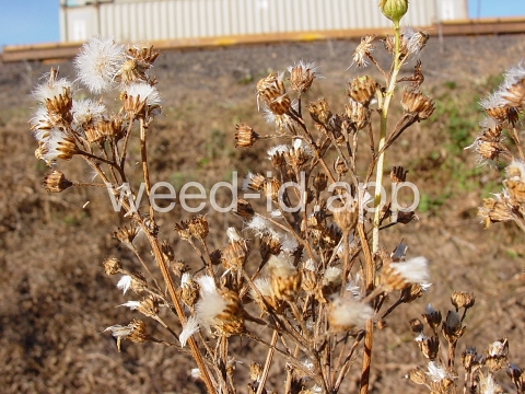 ragwort, tansy